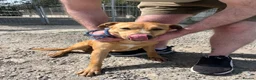 Mixed Breed dogs for adoption: Loco - happiest boy ready for his forever in Ashford - Advert 3
