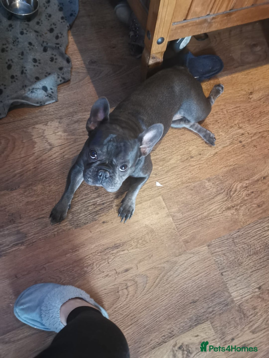 French Bulldog dogs for adoption: ❤️🐶 TILLY & 💙🐶 MARLEY – Two Loving Companions - Advert 20