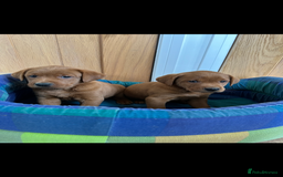 Labrador Retriever dogs for sale: KC REG DARK RED LAB PUPPIES  - Image 3