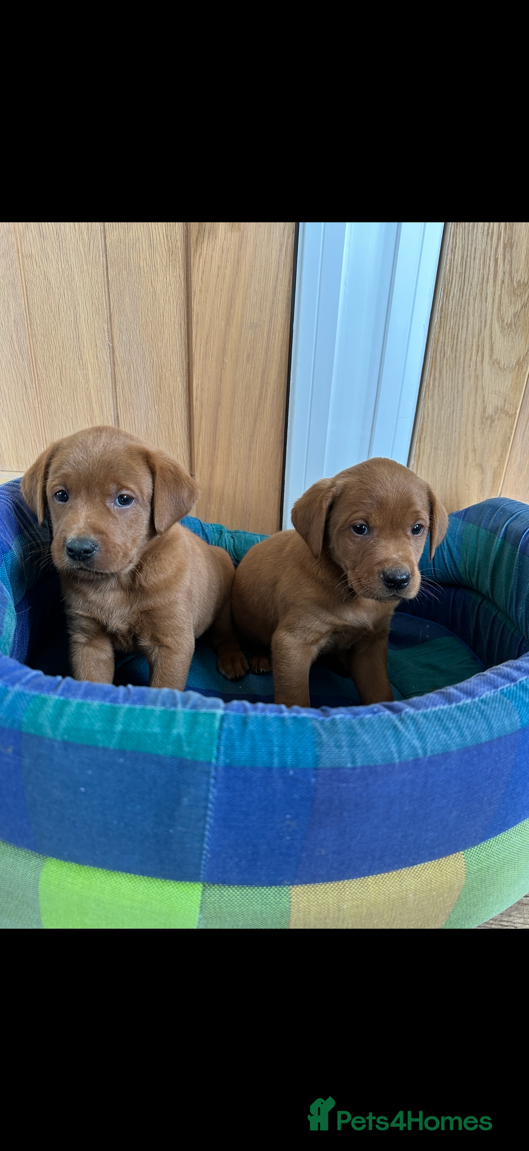 Labrador Retriever dogs for sale: KC REG DARK RED LAB PUPPIES  - Image 3