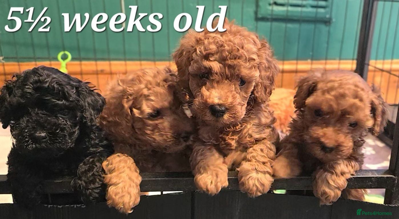 Toy Poodle dogs 🔥🔥2left🔥🔥Exquisite red Toy Poodle 5⭐️licensed - Advert 1