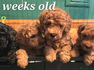 Toy Poodle dogs 🔥🔥2left🔥🔥Exquisite red Toy Poodle 5⭐️licensed - Advert 1