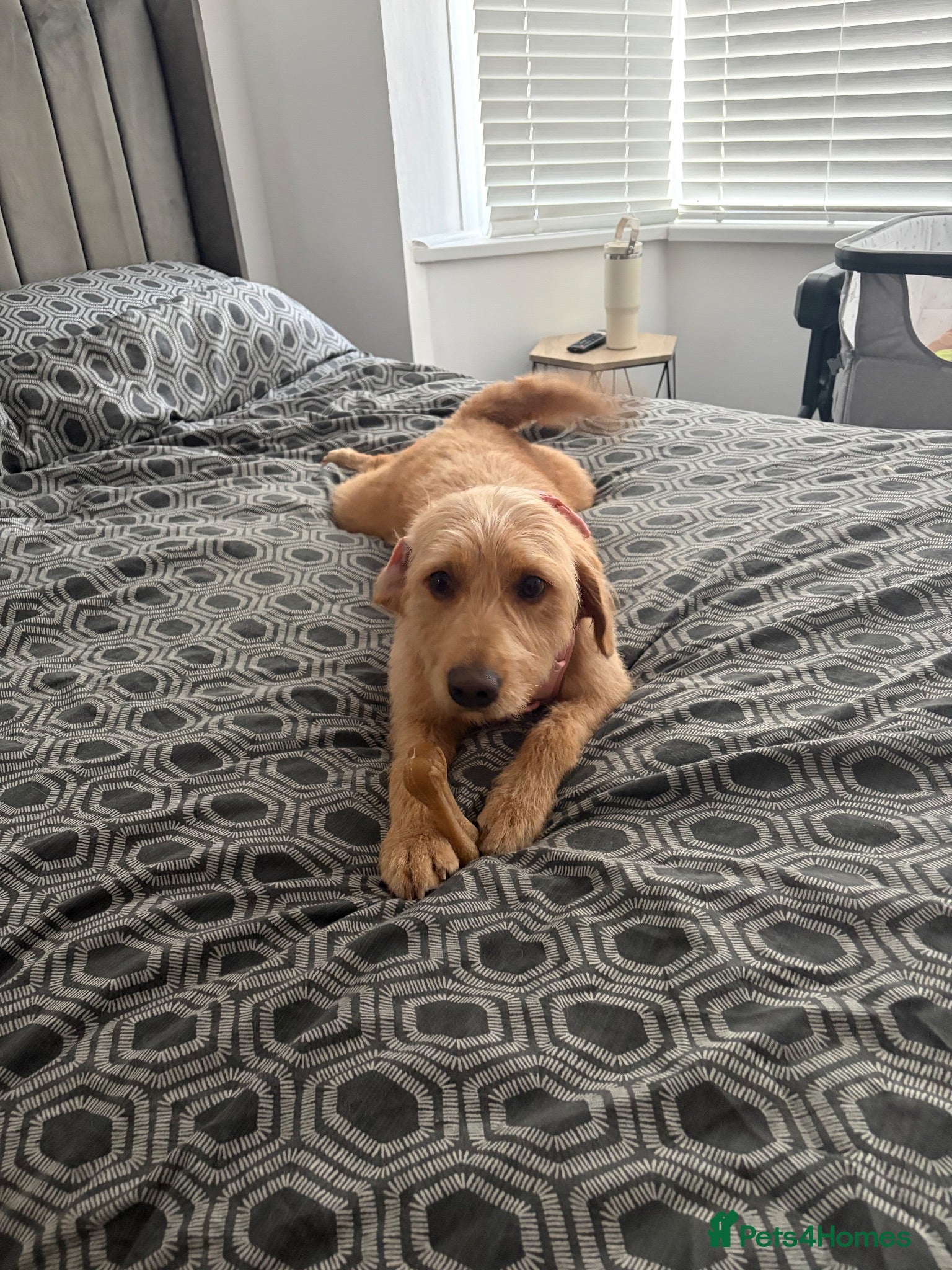 Labradoodle dogs Layla  - Advert 4