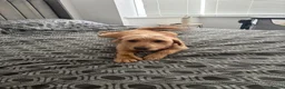 Labradoodle dogs for sale: Layla  - Advert 1