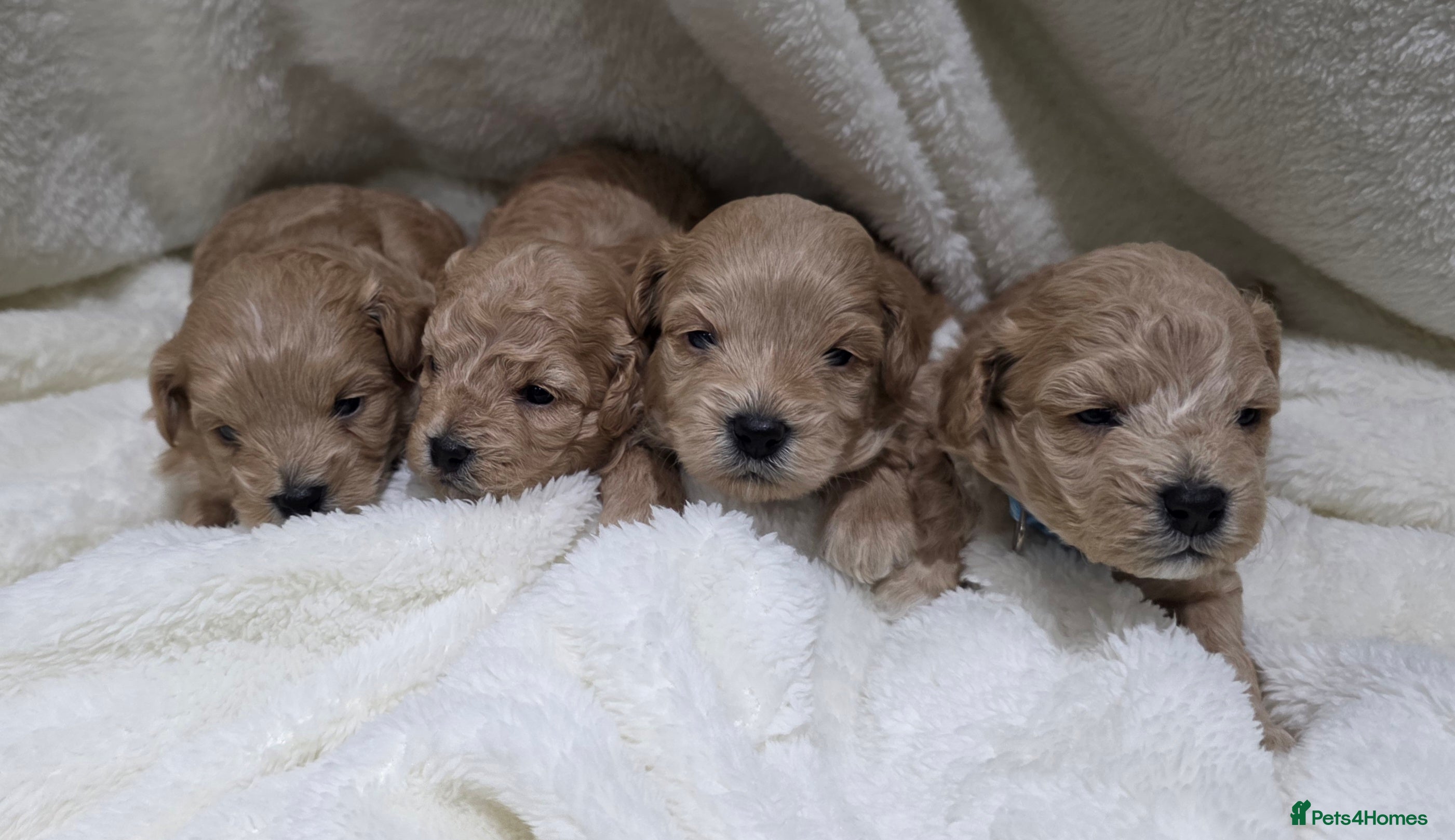 Poochon dogs Health tested parents  - Advert 1