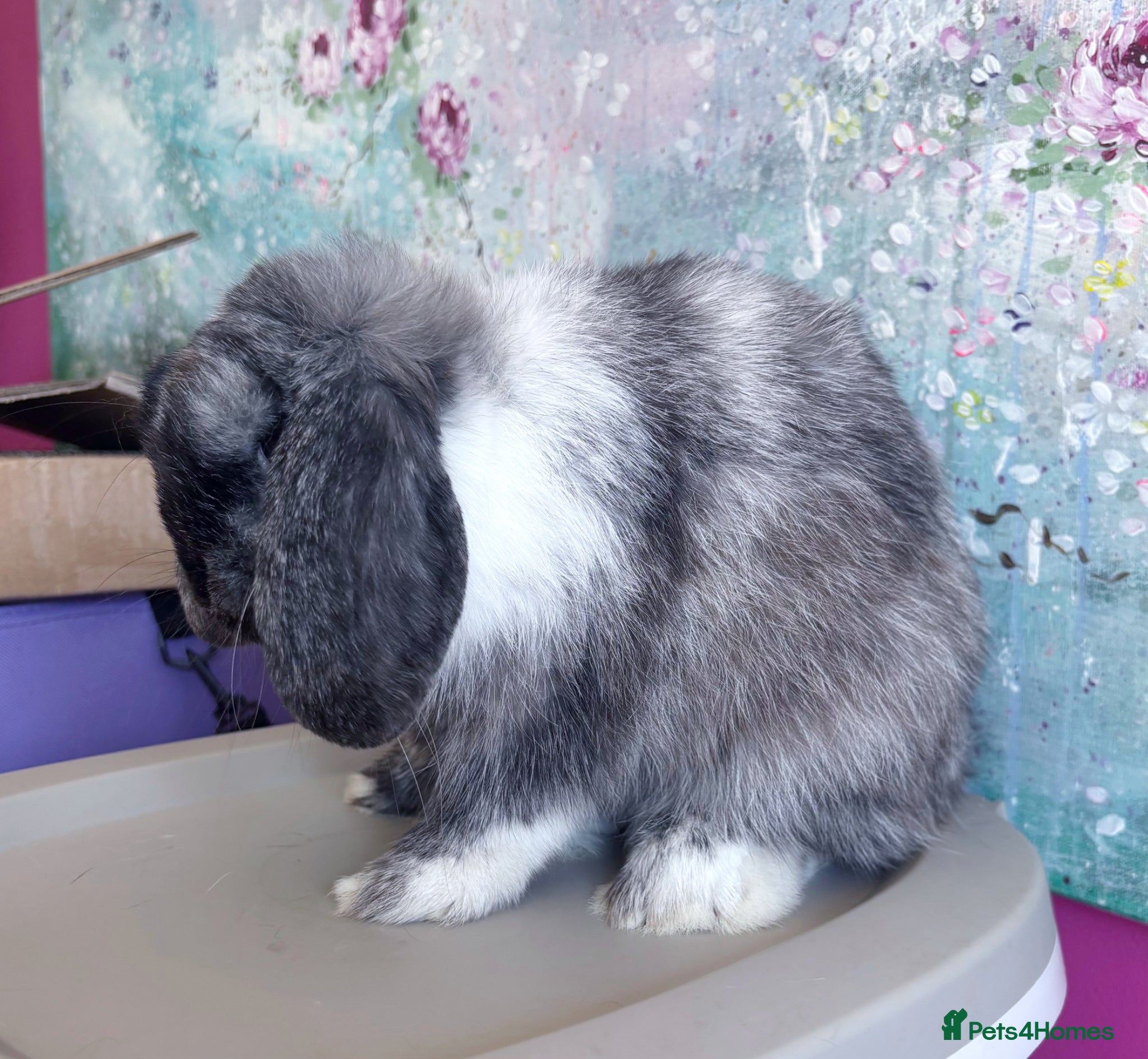 Mini Lop rabbits 💜 Merlin - Black Magpie Mini Lop Buck 💜 - Advert 1