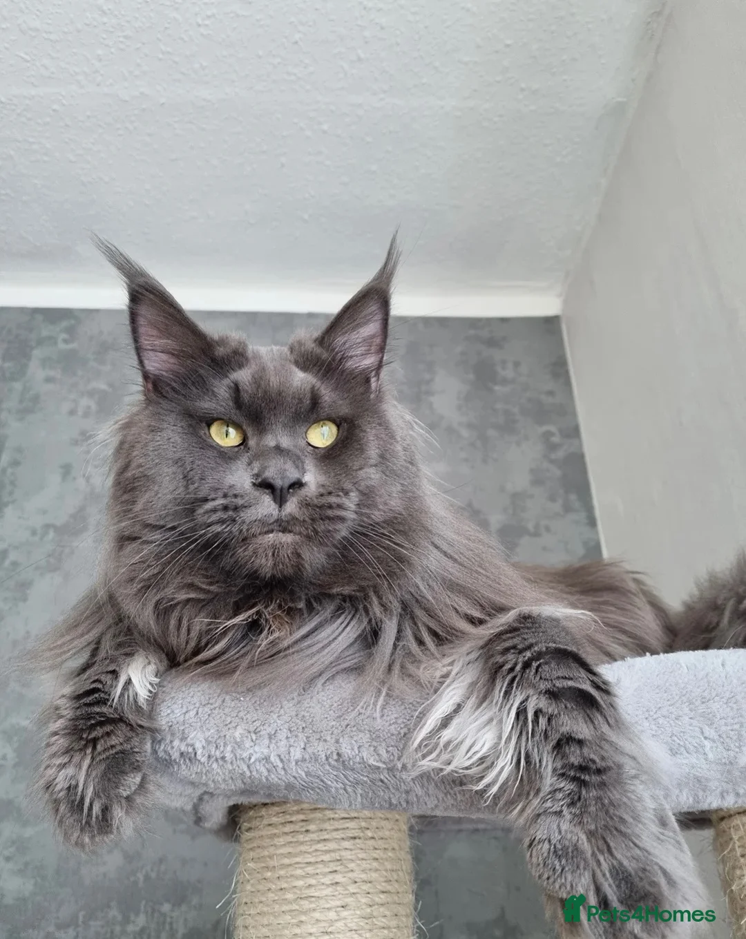 Maine Coon cats for sale: AVAILABLE FOR RESERVATION🩶🖤 in Fort William - Advert 9