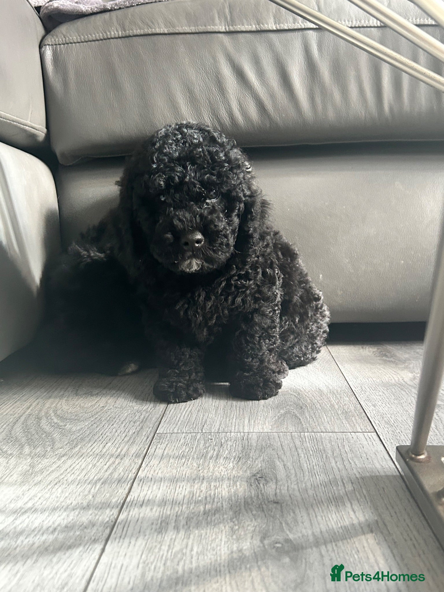 Cavapoochon dogs Exceptional Cavapoochon Boys 3 left - Advert 2