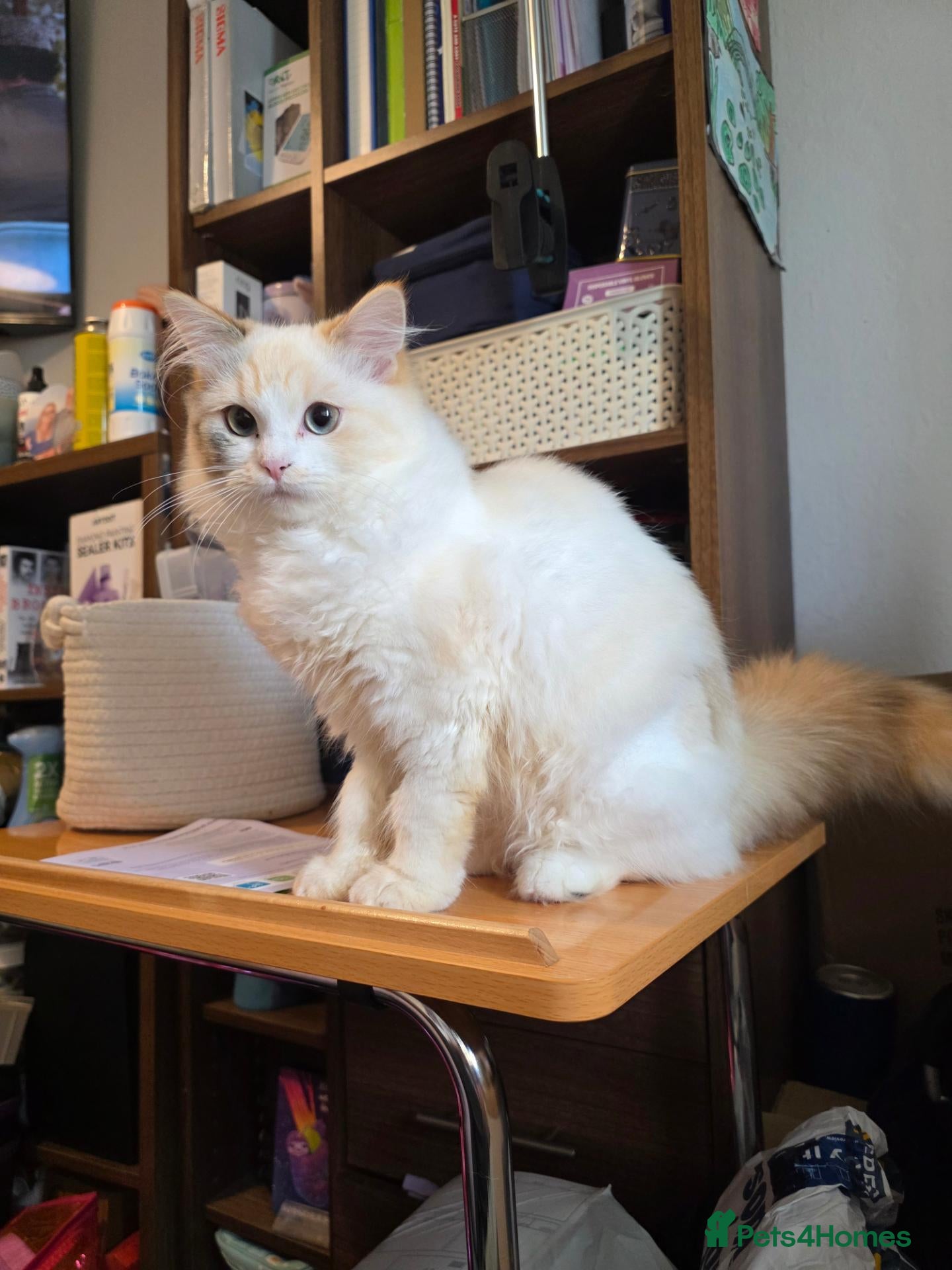 Mixed Breed cats Ragdoll / Persian Cross for sale - Advert 1