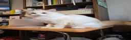 Mixed Breed cats for sale: Ragdoll / Persian Cross for sale - Advert 1