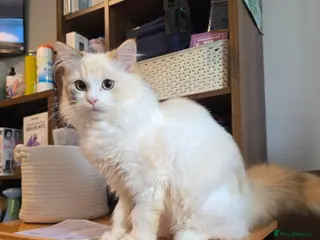 Mixed Breed cats Ragdoll / Persian Cross for sale - Advert 17