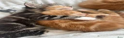 Mixed Breed cats for sale: Ginger Mixed Breed Kittens  - Advert 7