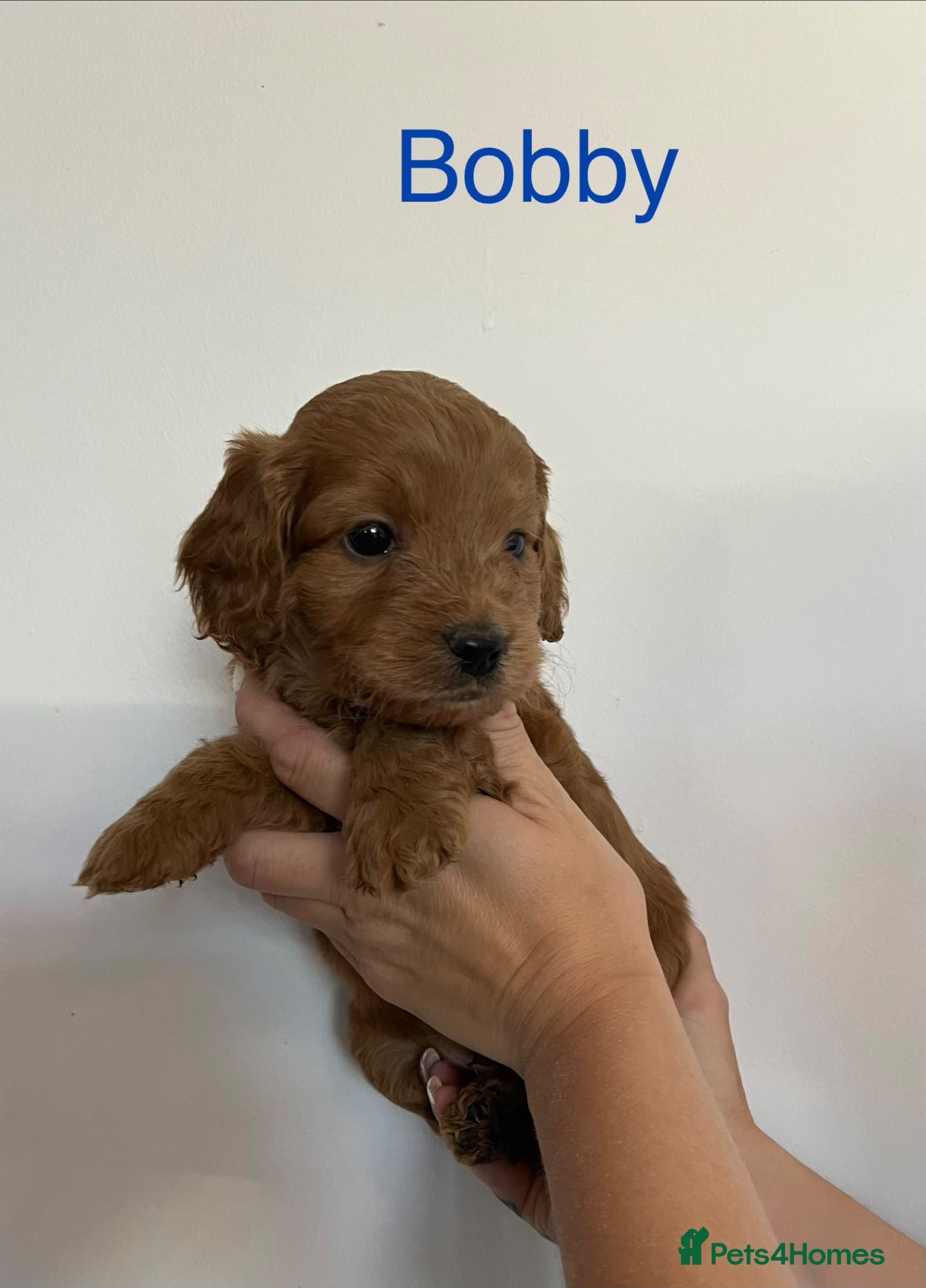 Cockapoo dogs The most beautiful cockapoo babies  - Advert 2