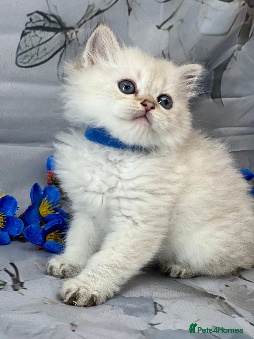 British Shorthair cats for sale: STUNNING TICA BRITISH SHORTHAIR/LONGHAIR KITTENS - Image 5