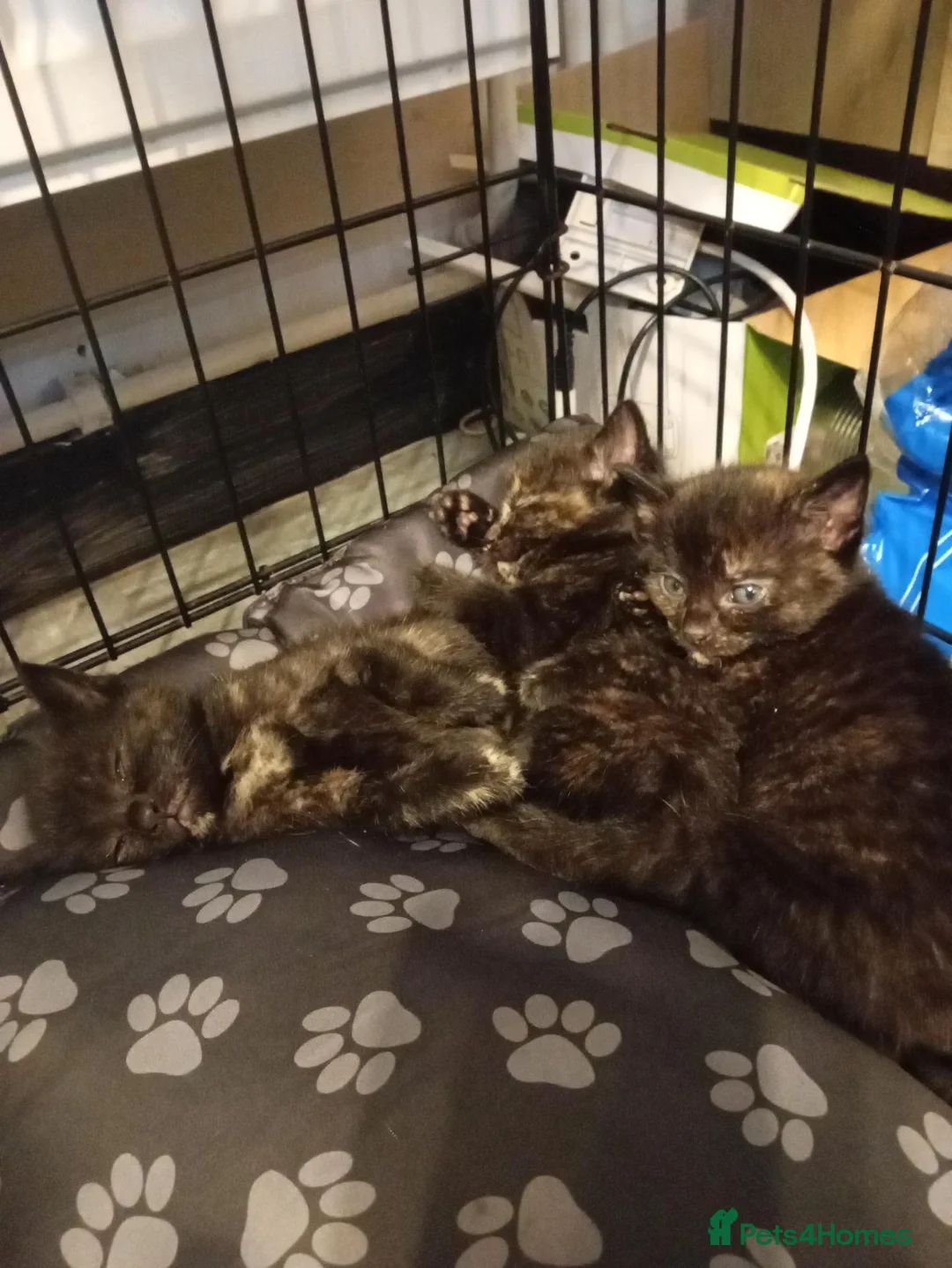 Mixed Breed cats for sale: 3 tortoise shell female kittens - Advert 5