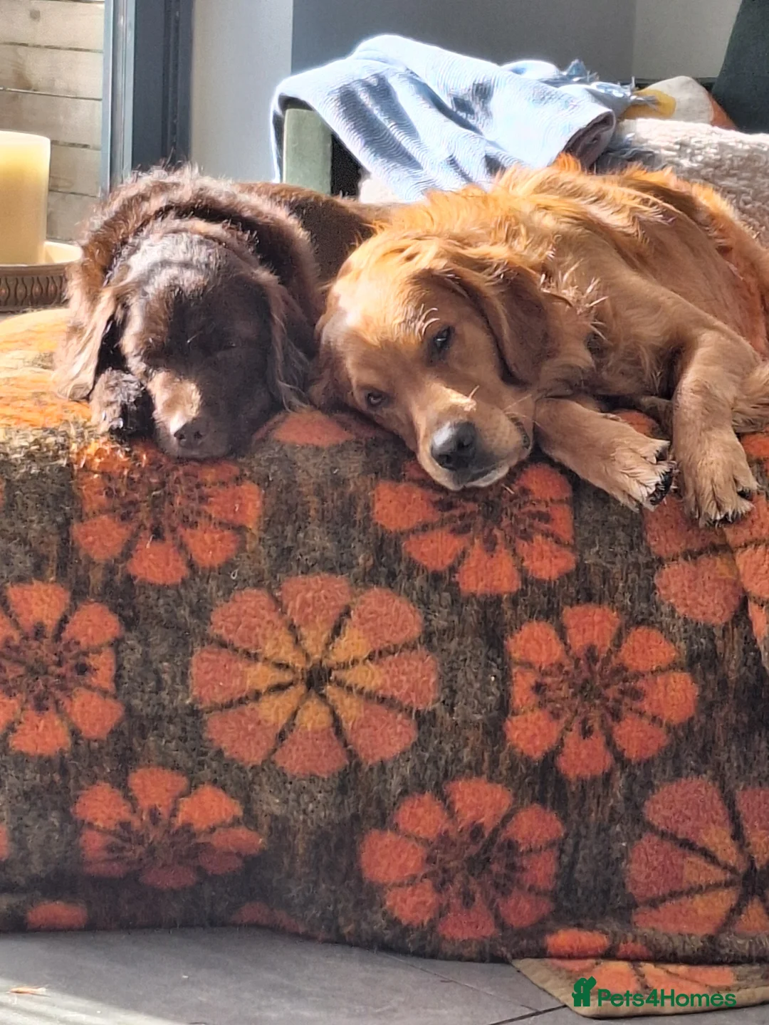 Mixed Breed dogs for sale: Black doodle ready now - Advert 2