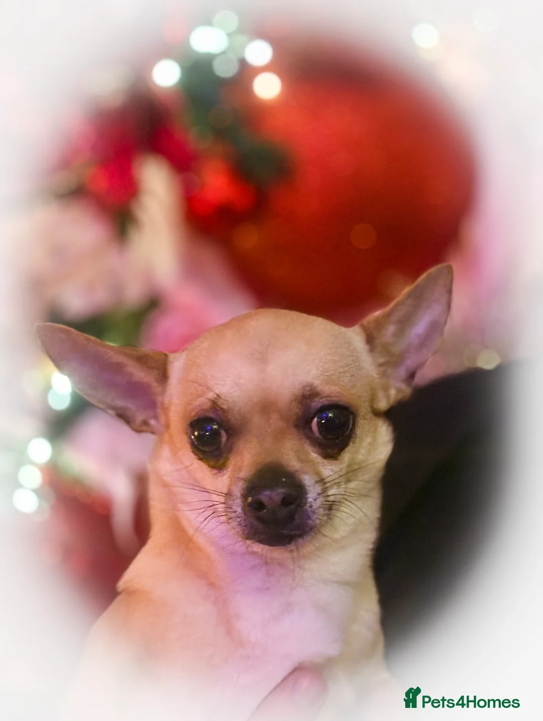 Chihuahua dogs for stud: Smart Fawn Short-Hair Chihuahua Available for Stud - Advert 2
