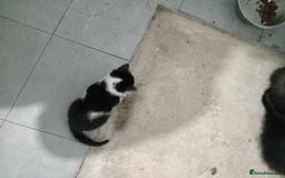 Domestic Shorthair cats for sale: Fluffy kittens  - Image 2