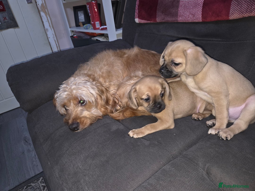 Mixed Breed dogs for sale: Mix breed puppies - Advert 6