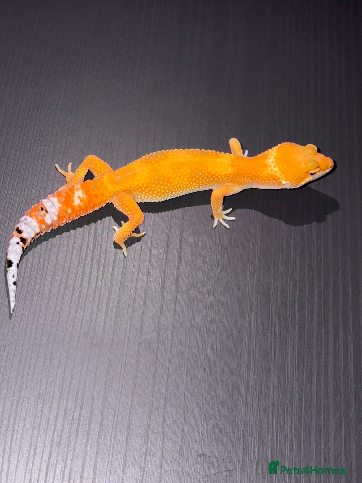 Leopard Gecko reptiles Tangerine Leopard Geckos  - Advert 5