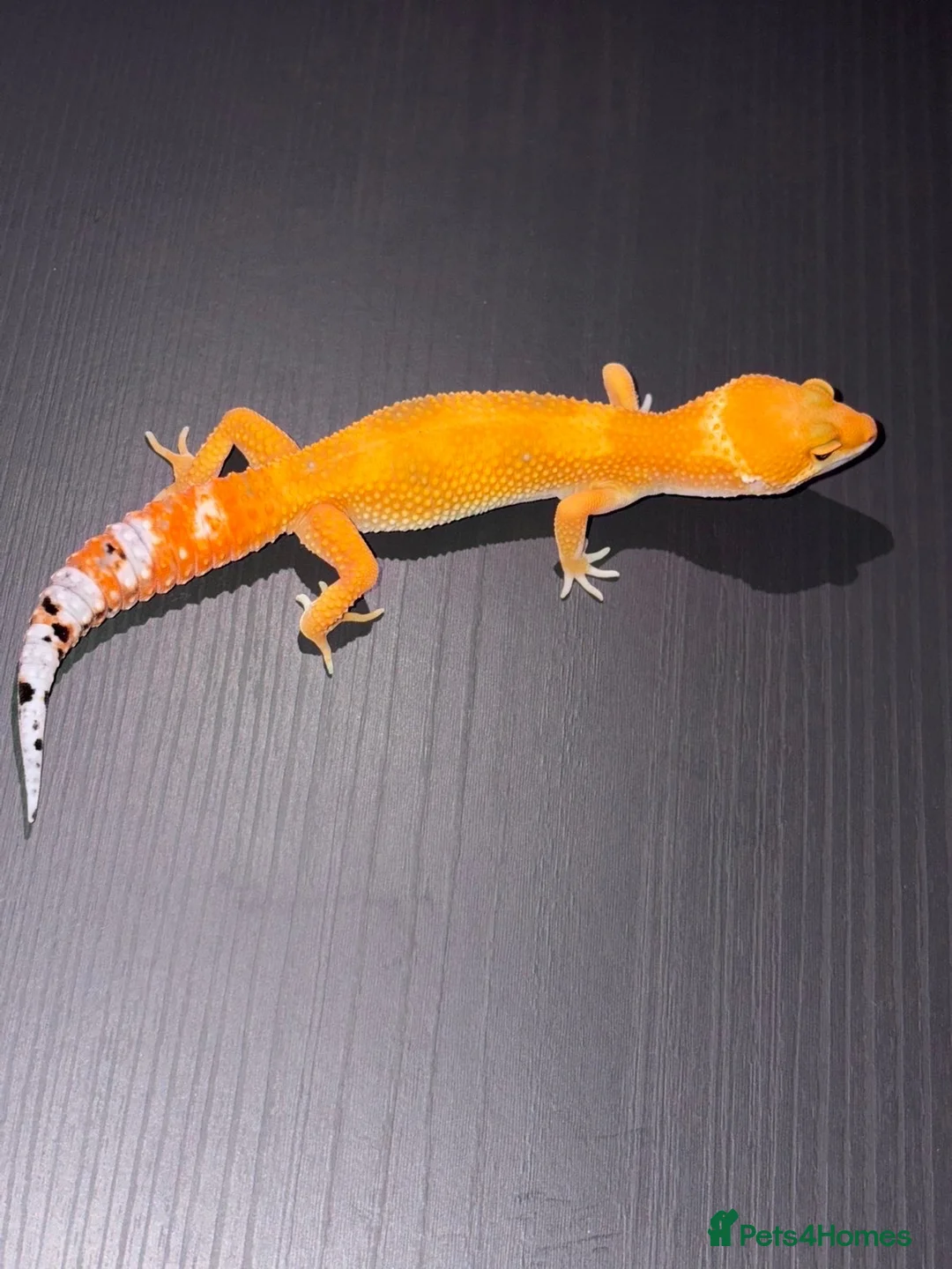 Leopard Gecko reptiles for sale: Tangerine Leopard Geckos  in Rochester - Advert 1