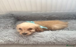 Cockapoo dogs for sale: Cockapoo Puppies - Image 16