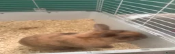 Mixed Breed rabbits for sale: 1 year old rabbit  in Hatfield - Advert 3