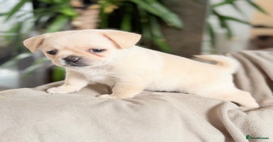 Mixed Breed dogs - Advert 6