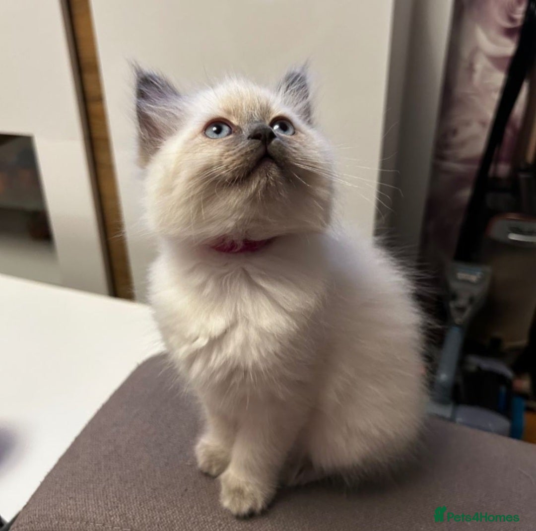 Ragdoll cats Kittens - Advert 3