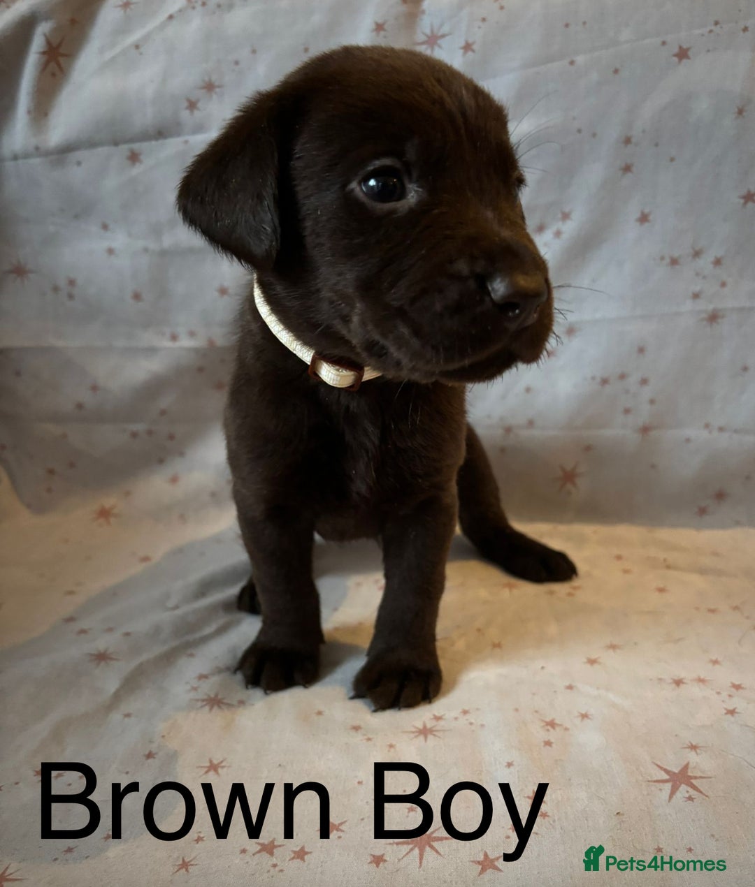 Labrador Retriever dogs for sale: Beautiful KC Chocolate Labrador Retriever puppies - Advert 7