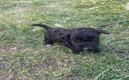 Cockapoo dogs for sale: Ready now! Cockapoo puppies F1 3 girls 2 boys - Image 9