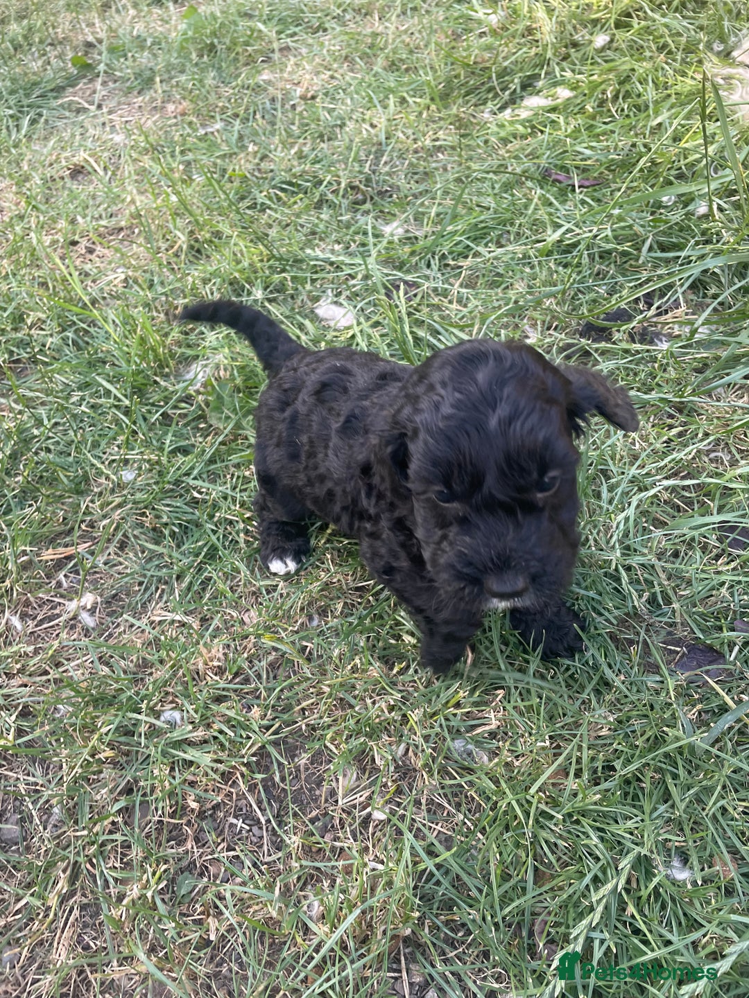 Cockapoo dogs for sale: Ready now! Cockapoo puppies F1 3 girls 2 boys - Image 9