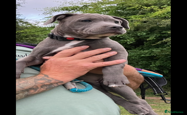Staffordshire Bull Terrier dogs - Advert 13