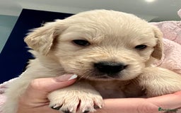 Golden Retriever dogs for sale: Stunning quality golden retriever puppies - Advert 12