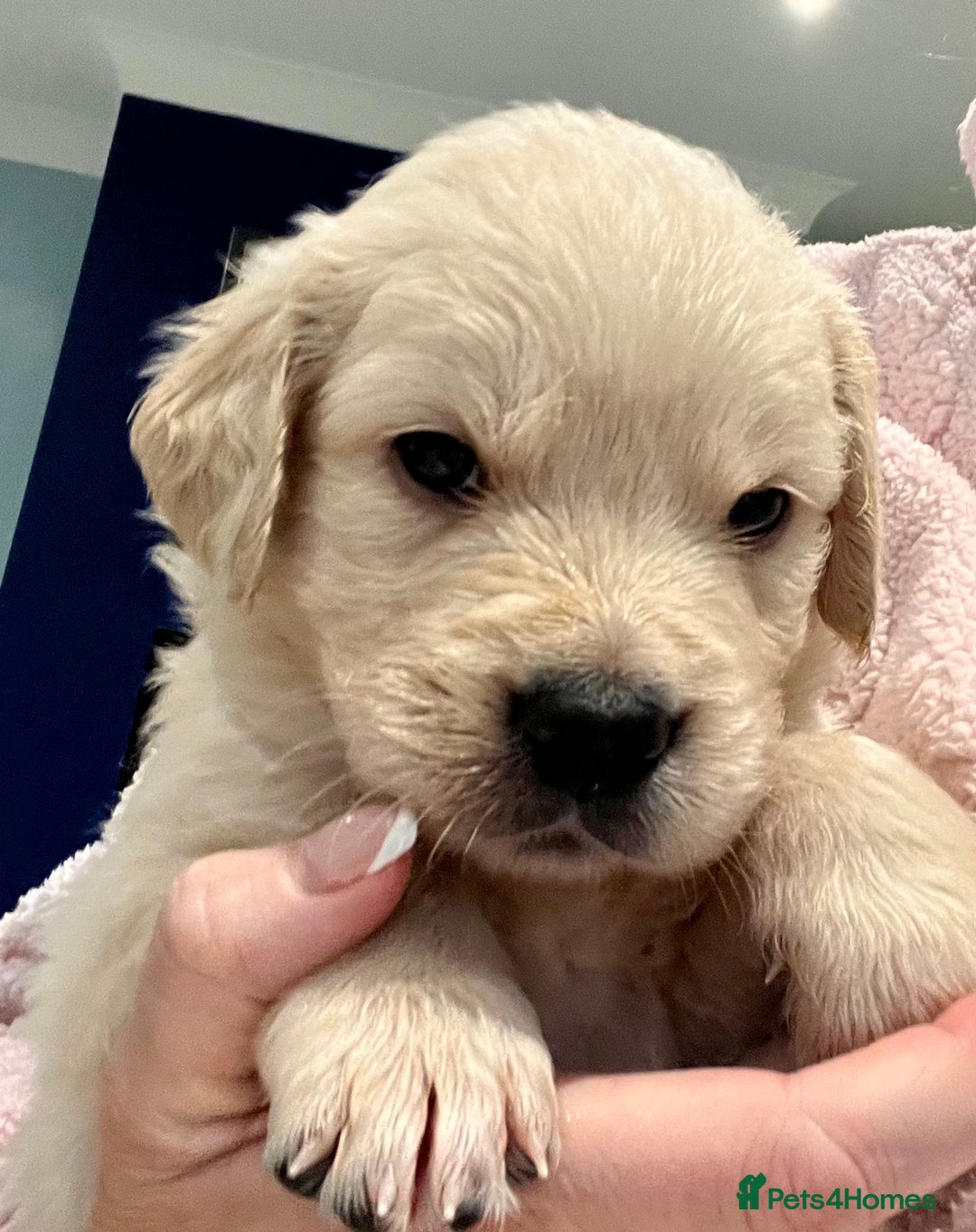 Golden Retriever dogs for sale: Stunning quality golden retriever puppies - Advert 12