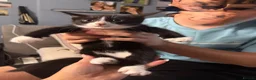 Mixed Breed cats for sale: Blakely  - Advert 4