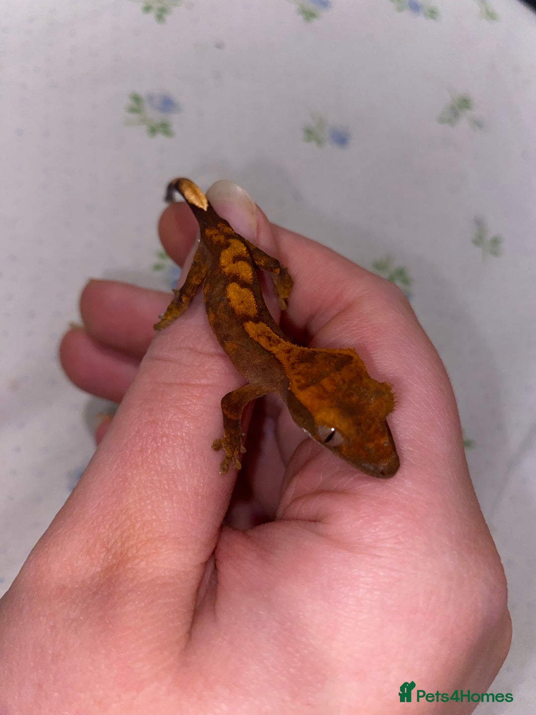 Gecko reptiles for sale: unsexed crested geckos - Advert 2