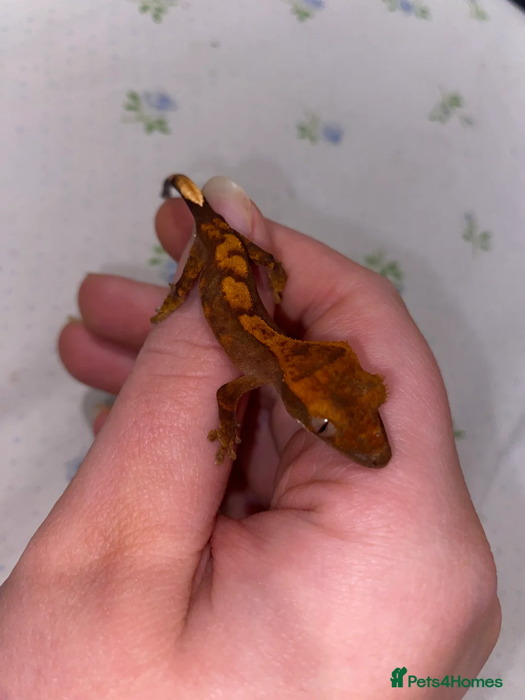 Gecko reptiles for sale: unsexed crested geckos - Advert 2