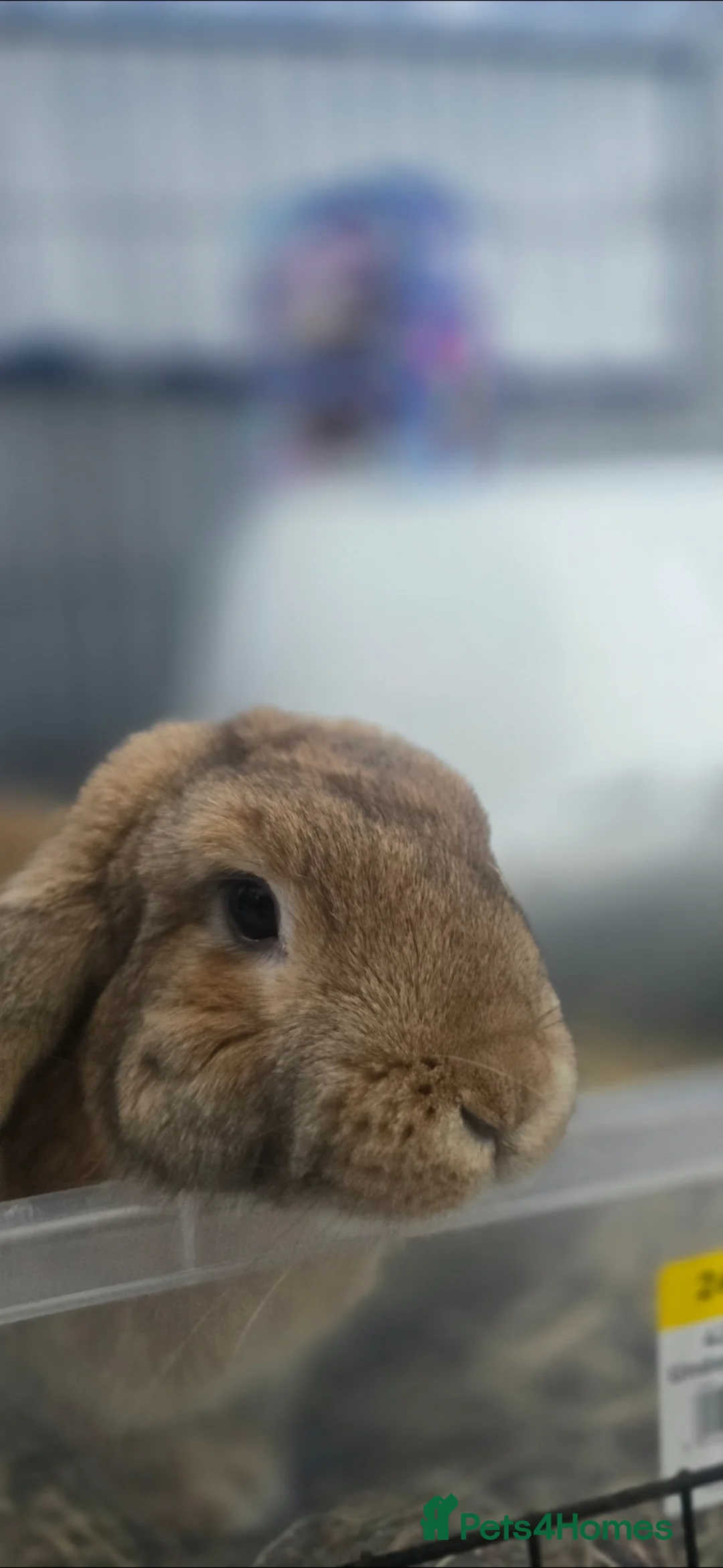 Mixed Breed rabbits for sale: Ginger Male Rabbit in Grimsby - Advert 2