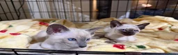Siamese cats for sale: Siamese kittens  - Advert 20