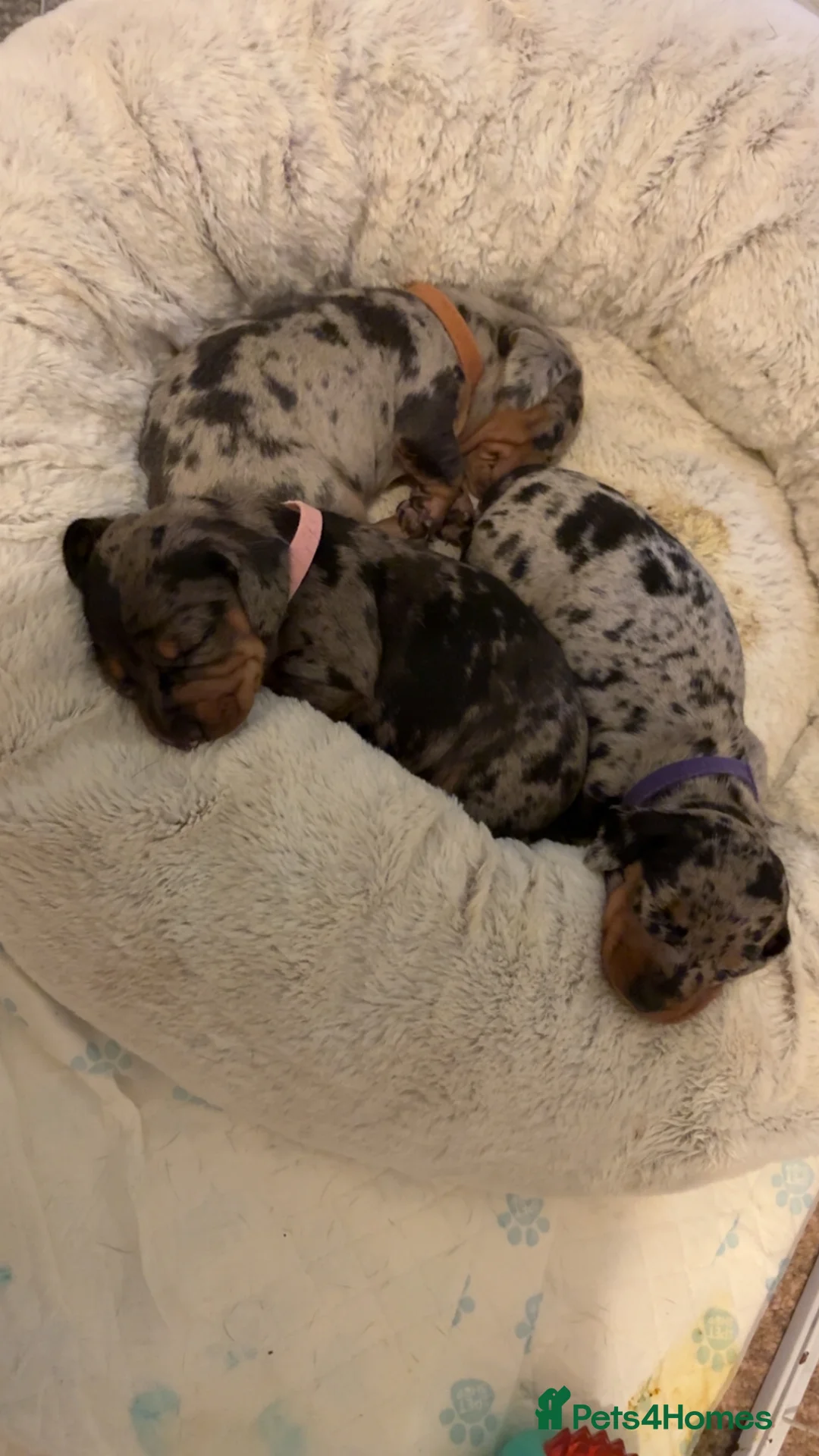 Dachshund dogs for sale: 3 dachshund boys for sale  in Redcar - Advert 10
