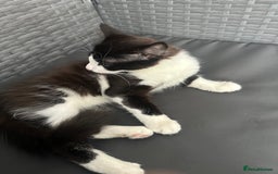Mixed Breed cats for sale: Cat for sale  - Image 2