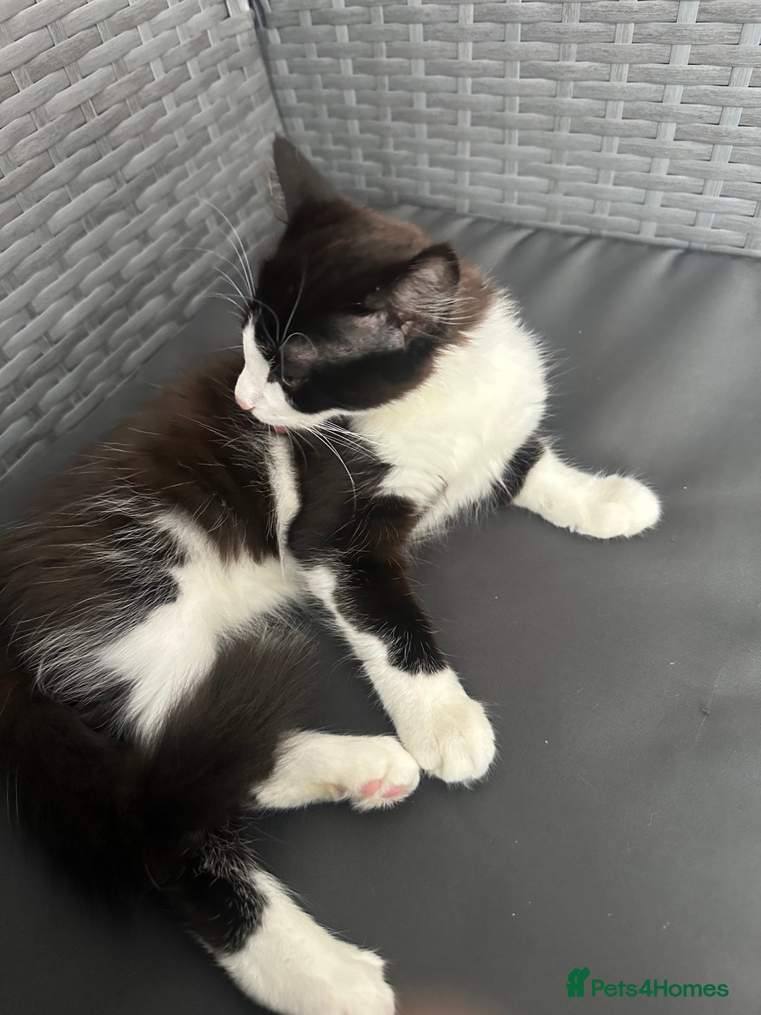 Mixed Breed cats for sale: Cat for sale  - Image 2
