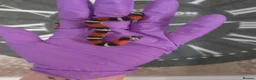 Mixed Breed reptiles for sale: Tri Colour Hognose Snakes  - Advert 4