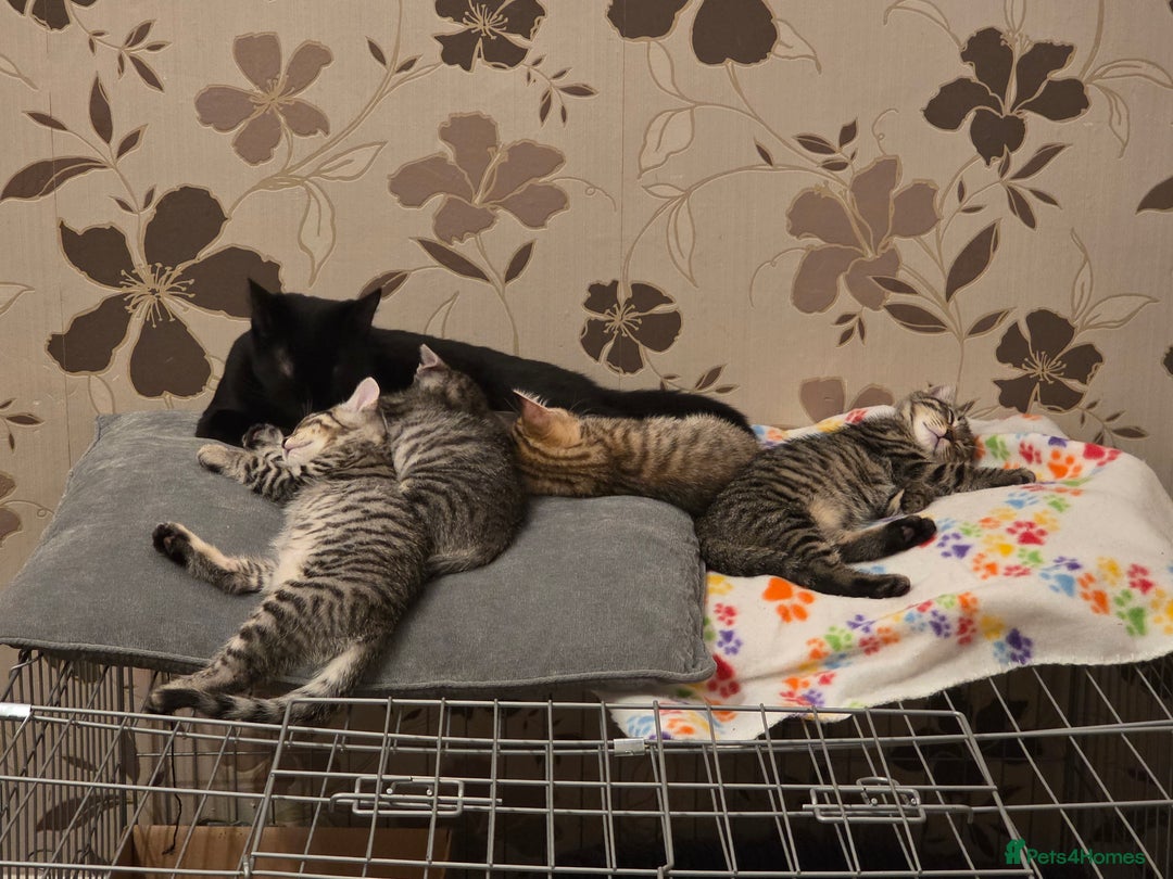 British Shorthair cats for sale: 2 male and one female kitten for sale - Advert 2