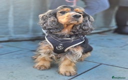 Cocker Spaniel dogs for sale: Health Tested Cocker spaniel puppies  - Advert 25