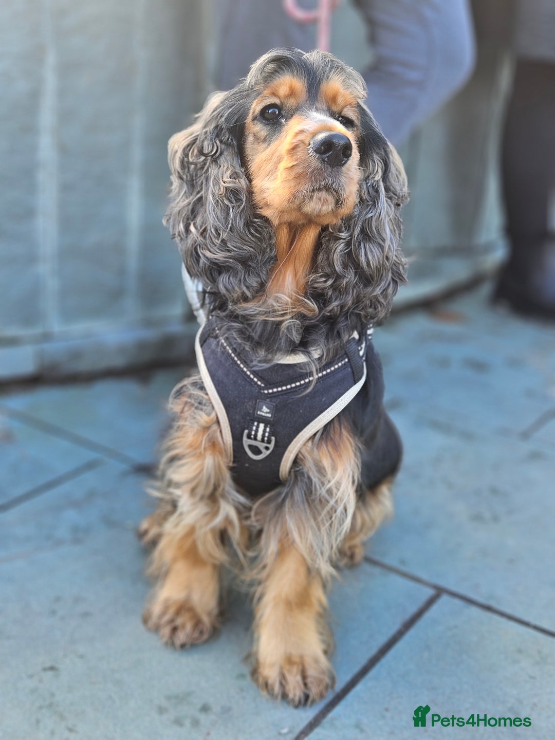 Cocker Spaniel dogs for sale: Health Tested Cocker spaniel puppies  - Advert 25