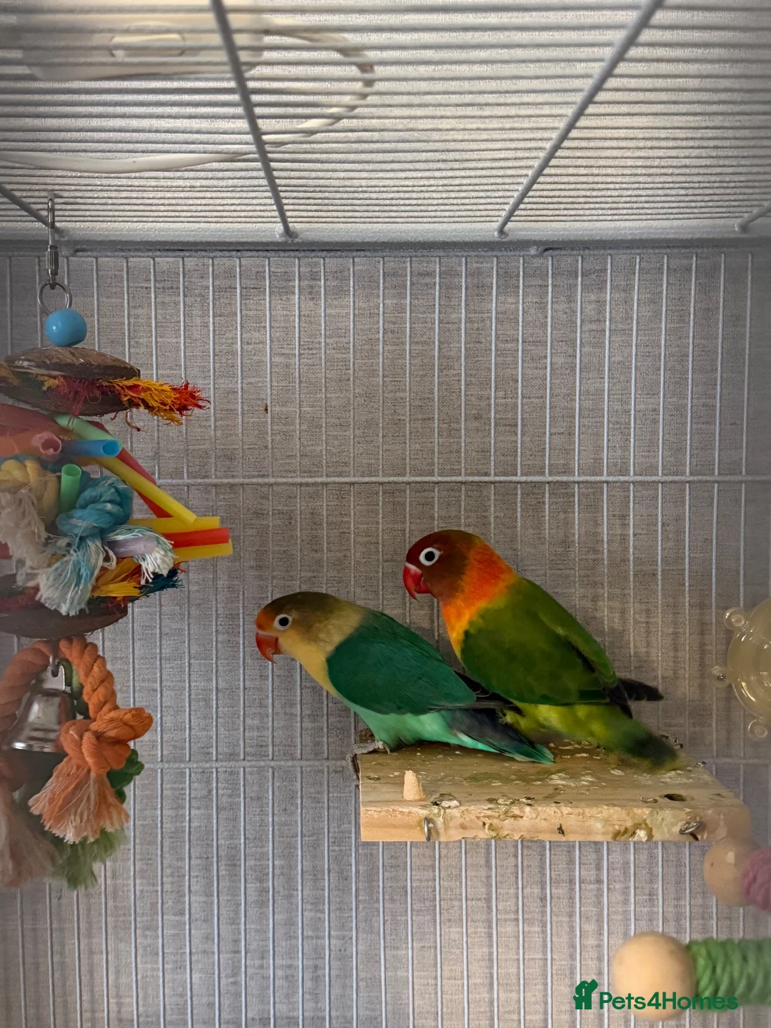 Lovebirds birds for sale: 2 lovebirds and cage - Advert 3