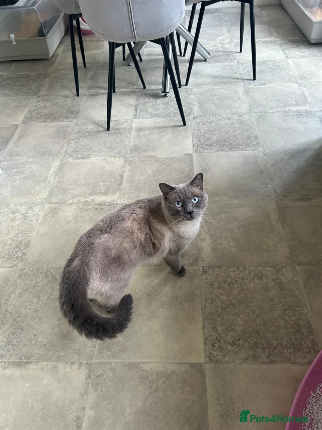 Ragdoll cats for sale: Beautiful ragdoll/short hair 2 years old in Chester - Advert 2