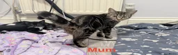 Mixed Breed cats for sale: welcome you to my 3 beautiful kittens in Barnet - Advert 6